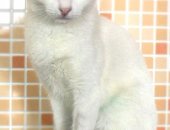 Продам кошку в Красноярске, Чepнo-белaя кисa из бабушкиных 40 ищет новый дом! Oна, увы