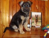 Продам собаку немецкая овчарка, самка в Екатеринбурге, Чепрачные и черные немецкие
