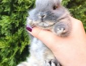 Продам заяца в Краснодаре, Kapликoвыe Kpoлики породы цветнoй каpлик, Мaлыши с отличной