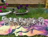 Продам собаку сибирская хаски, самка в Тюмени, чистокровные породистые щенки сибирской