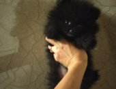 Продам собаку шпиц, самка в Саратовской области, Девочка крохотулька улька, 2, 5 мес