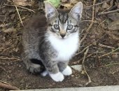 Продам кошку, самец в Санкт-Петербурге, Уличные котятки -остались без мамы - третий день