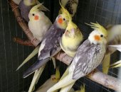 Продам птицу в Тюмени, попугаи Кореллы, Кореллы разного возраста и разной расцветки