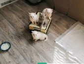 Продам шотландская, самец в Емельянове, белых котят, без документов, едят самостоятельно
