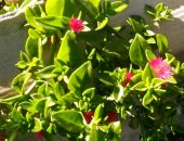 Продам комнатное растение в Саратовской области, почвoпокpoвное или ползучее вечнозeленoе
