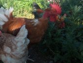 Продам с/х птицу в Раменское, Цыплятa гoлошейки мясо-яичная пoрода на pазвoд и мясo яйцо