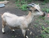 Продам козу в Жигулевске, Козочка возраст 1 год заанинской породы, козочка 3, 5 месяца
