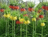 Продам комнатное растение в Коврове, Рябчики императорские, Цвет: оранжевые и жёлтые