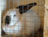 Продам заяца в Вязьме, Калифорнийский кролик, Калифорнийские кролики 1 месяц-300руб Мясо