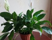 Продам комнатное растение в Хабаровске, Спатифиллум "женское счастье" - достаточно