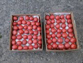 Продам овощи в Кропоткине, отличные розовые помидоры открытого грунта для еды и на томат