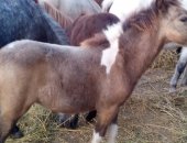 Продам лошадь в Краснодаре, Пони разных мастей, кобылки, жеребчики пони 2016-2017 года