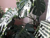 Продам комнатное растение в Самаре, Монстера, Очень красивые взрослые монстеры в ваш дом