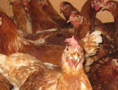 Продам с/х птицу в Липецке, Есть в Продаже Куры Несушки Доминант, Белая и Ломан Браум