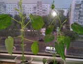 Продам комнатное растение в Пензе, Гибискусы, Цена от 70р в зависимости от размера