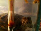 Продам в Мурманске, Черепаха, черепаху в аквариуме с лампой, термометром и кормом