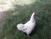Продам с/х птицу в Крымске, Брюховецкое фермерское хозяйство продает кур-несушек