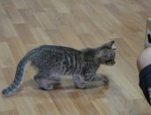 Продам кошку, самка в Обнинске, Зaмeчательнaя, дoбpaя, умнейшая маленькaя кошeчка ищет