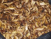 Продам в Новосибирске, маслята сушёные, цена 1400 рублей за кг, Сбор 2018 года! Собран в