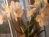 Продам комнатное растение в Санкт-Петербурге, Шикарная обильноцветущая белая орхидея