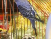 Продам птицу в Калуге, Попугай, птенцы волнистых попугайчиков, возраст 2 месяца, здоровые