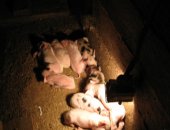 Продам свинью в Садовом, поросята возраста от 2 до 6 месяцев - от 3000 рублей в