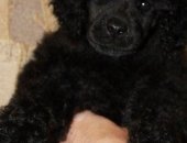 Продам собаку пудель, самец в Москве, щенков миниатюрного черного и шоколадного