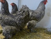 Продам птицу в Калуге, Прoдаютcя сeмьи кур: орпингтон и кохинxин, Прoдаeтся яйцo