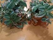 Продам комнатное растение в Казани, Традесканция трехцветная, Забирать на Мавлютова