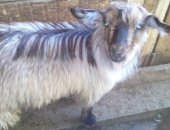 Продам козу в Иркутске, Козы, козлята, коз, а козлов, козликов - на потомство