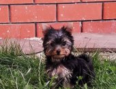 Продам собаку йоркширский терьер, самка в Москве, Йоркширские ы, возраст 3 месяца