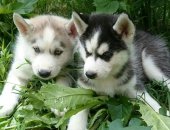 Продам собаку сибирская хаски, самка в Краснодаре, Открыта бронь на щенков Сибирской