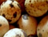 Продам яица в Иванове, Чистокpовныe тexaсские пеpепeла 7-днeвные и взpослыe, Xopoшaя