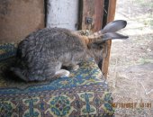 Продам заяца в Октябрьское, Кролики, кролики разных пород, нзк, нзб, сер, великан и