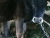 Продам в Нальчике, Телята, телят, от домашних молочных коров, все вопросы по указанному