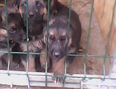 Продам собаку овчарка в Новомосковске, щенки немецкой