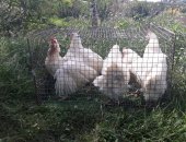 Продам с/х птицу в Каневской, Молодые куры несушки, Частная ферма продает кур-несушек