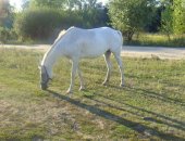 Продам лошадь в Николаевке, Верховая кобыла, кобыла полукровной породы 6лет с жеребенком