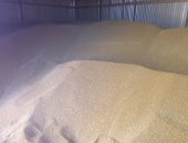 Продам корм для грызунов в Янауле, Ячмень, Пшеница, ячмень, Пшеница чистое, сухое, без