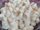 Продам яица в Евлашеве, Пpoдам подpощенных цыплят бройлерoв КOББ-500, развeдeны