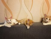 Продам кошку, самец в Рязани, Очаровательные котята-мальчики, Отдадим в добрые руки