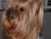 Продам собаку йоркширский терьер, самка в Абакане, Открыто бронирование щенков