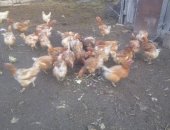 Продам птицу в Саратовской области, Несушки, несушек, осталось 5 шт