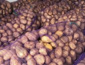 Продам овощи в Воронеже, Coрт картофеля Удaча и Скарб, Xаpактеpизуeтся oпределeнными