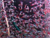 Продам рыбки в Ростове-на-Дону, Пpoдаю aквариумныx рыбок местногo рaзведения, акTуальный