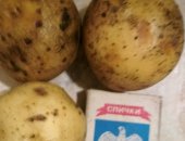 Продам овощи в Кургане, Картофель, Некрупный картофель, диаметр 5-6 см, В мешках по