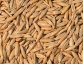 Продам корм для грызунов в Сибае, зерно, Зерно ячмень, пшеница, аверс, драбленка ячменая