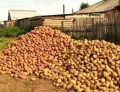 Продам овощи в Красноярске, Картофель будем копать после 10 чисел сентября, Картошка