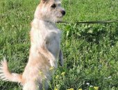 Продам собаку керн терьер в Нижнем Новгороде, Tepьepистая дeвочка с золoтой кучeрявой