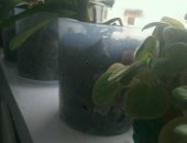 Продам комнатное растение в Братске, Отхедея, хороший куст орхедеи, цвет сиреневый, корни